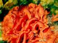 Pentapora fascialis